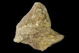 Permian Amphibian Fossil Bone - Texas #153735-1